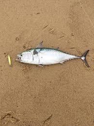 Image result for Euthynnus alletteratus