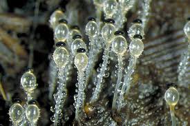 Attēlu rezultāti vaicājumam “Pilobolus crystallinus”