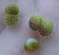 Attēlu rezultāti vaicājumam “Galium aparine fruit”