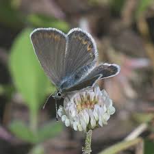 Attēlu rezultāti vaicājumam “Plebejus idas underside”