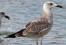 Image result for Larus cachinnans