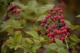 Attēlu rezultāti vaicājumam “Rubus plicatus flower”