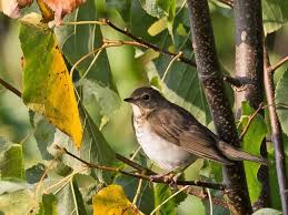 Image result for Catharus minimus