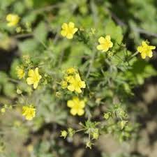 Attēlu rezultāti vaicājumam “Potentilla argentea leaf”