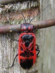 Attēlu rezultāti vaicājumam “Caenolyda reticulata”