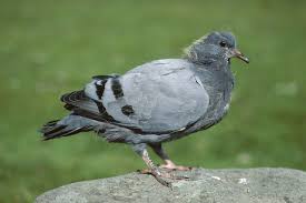 Attēlu rezultāti vaicājumam “Columba livia f. domestica adult”