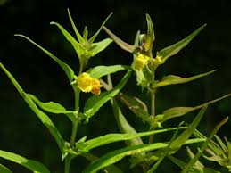 Attēlu rezultāti vaicājumam “Melampyrum sylvaticum flower”