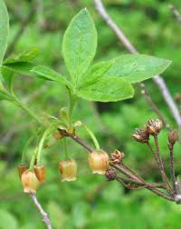 Attēlu rezultāti vaicājumam “Menziesia ferruginea”