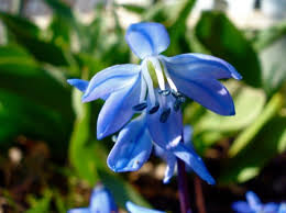 Attēlu rezultāti vaicājumam “Scilla siberica leaf”
