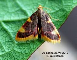 Attēlu rezultāti vaicājumam “Hypsopygia costalis”