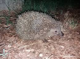 Attēlu rezultāti vaicājumam “Erinaceus sp.”