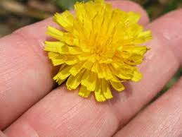 Attēlu rezultāti vaicājumam “Hypochaeris radicata fruit”