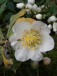 Attēlu rezultāti vaicājumam “Helleborus niger flower”