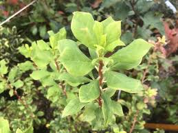 Attēlu rezultāti vaicājumam “Enkianthus chinensis leaf”