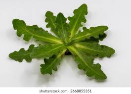 Attēlu rezultāti vaicājumam “Hypochaeris radicata leaf”