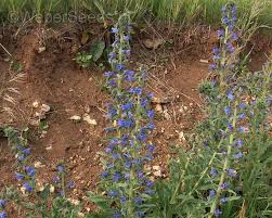 Attēlu rezultāti vaicājumam “Echium vulgare”