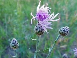 Attēlu rezultāti vaicājumam “Centaurea stoebe”