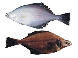 Image result for Parophrys vetulus