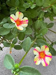 Attēlu rezultāti vaicājumam “Portulaca oleracea”