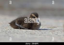 Attēlu rezultāti vaicājumam “Somateria mollissima juvenile”