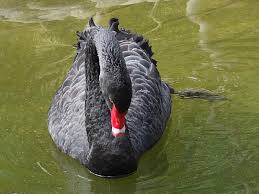 Attēlu rezultāti vaicājumam “Cygnus atratus”