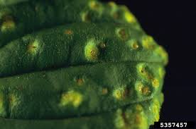 Attēlu rezultāti vaicājumam “Puccinia coronata”