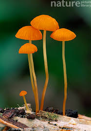 Attēlu rezultāti vaicājumam “Marasmius sp.”