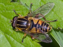 Attēlu rezultāti vaicājumam “Helophilus pendulus”
