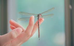 Image result for U3A RiScrabble Cluba Scrabble Club