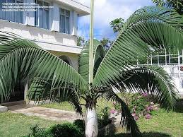 Attēlu rezultāti vaicājumam “Didymium verrucisporum”