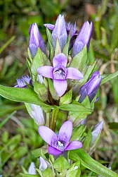 Attēlu rezultāti vaicājumam “Gentianella campestris”