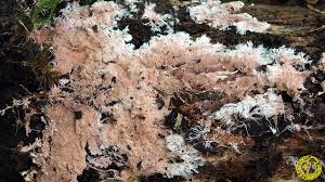 Attēlu rezultāti vaicājumam “Steccherinum fimbriatum”