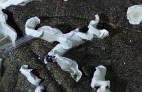 Attēlu rezultāti vaicājumam “Physarum bivalve young”