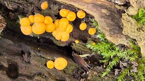 Attēlu rezultāti vaicājumam “Lycogala cf. fossiculatum young”