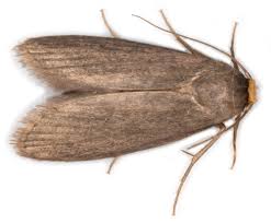 Attēlu rezultāti vaicājumam “Panolis umbra”