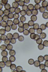 Attēlu rezultāti vaicājumam “Physarum melleum”