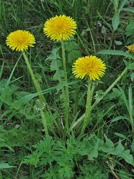 Attēlu rezultāti vaicājumam “Taraxacum suecicum leaf”