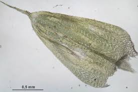 Attēlu rezultāti vaicājumam “Cirriphyllum piliferum”