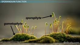 Attēlu rezultāti vaicājumam “sporophyte”
