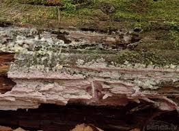 Attēlu rezultāti vaicājumam “Ceriporia excelsa”