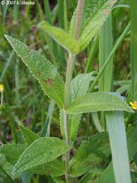 Attēlu rezultāti vaicājumam “Stachys palustris bud”