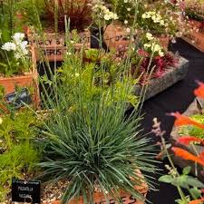 Attēlu rezultāti vaicājumam “Koeleria glauca flower”