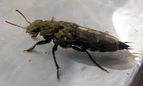 Billedresultat for rovbille