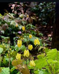 Attēlu rezultāti vaicājumam “Berberidaceae”