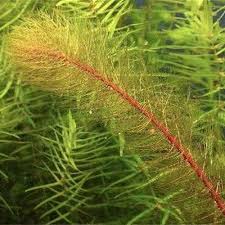 Attēlu rezultāti vaicājumam “Myriophyllum alterniflorum leaf”