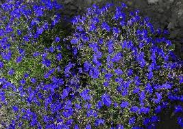 Image result for Lobelien