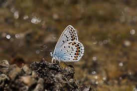 Attēlu rezultāti vaicājumam “Plebejus argus / Plebejus idas”
