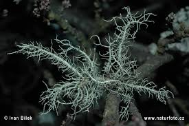 Attēlu rezultāti vaicājumam “Usnea hirta”