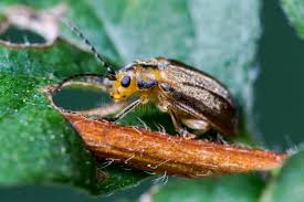 Attēlu rezultāti vaicājumam “Byturidae”