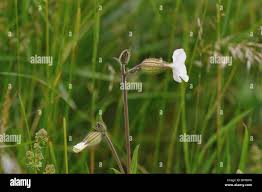 Attēlu rezultāti vaicājumam “Silene latifolia subsp. alba”